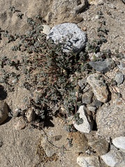 Euphorbia pediculifera