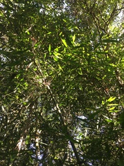 Merostachys
