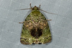 Blenina quinaria