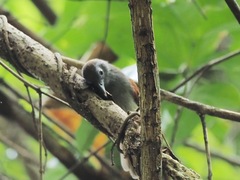 Cyanoderma erythropterum