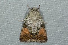 Blenina quinaria