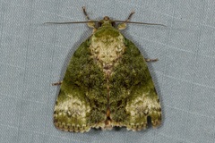 Blenina