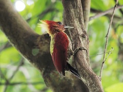 Chrysophlegma miniaceum