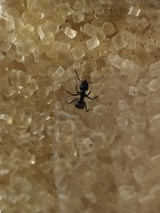 Dolichoderus thoracicus