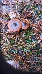 Cortinarius cinnamomeus
