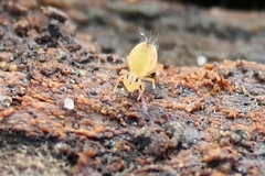 Dicyrtomina
