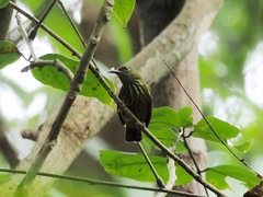 Kurochkinegramma hypogrammicum