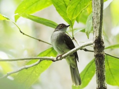 Rubigula erythropthalmos