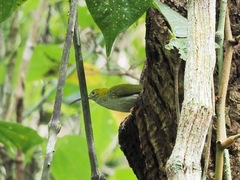 Arachnothera modesta