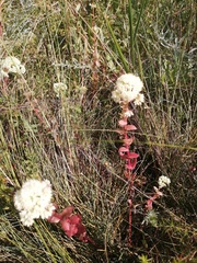 Hylotelephium maximum ruprechtii