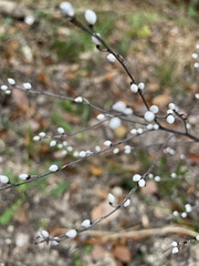 Lithospermum officinale