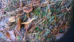 Cortinarius cinnamomeus