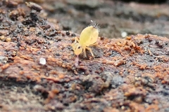 Dicyrtomina