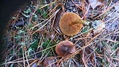 Cortinarius cinnamomeus
