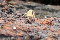 Dicyrtomina