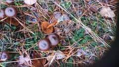 Cortinarius cinnamomeus