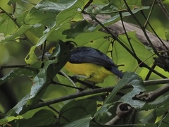 Aegithina lafresnayei