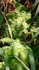 Macrothelypteris torresiana