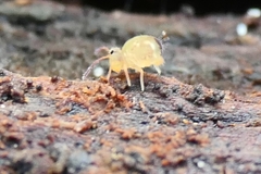 Dicyrtomina