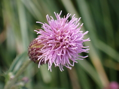 Cirsium arvense