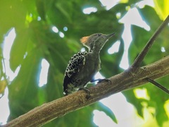 Hemicircus concretus