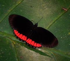 Biblis hyperia