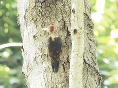 Reinwardtipicus validus