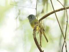 Culicicapa ceylonensis