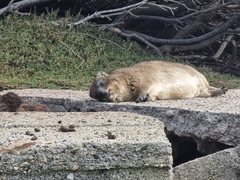Procavia capensis