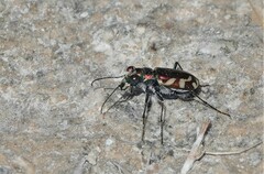 Cicindela fulgida