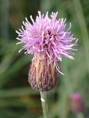 Cirsium arvense