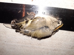 Regulus satrapa