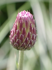 Cirsium arvense