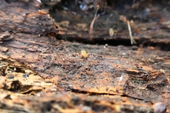Dicyrtomina