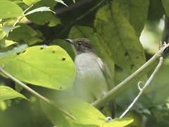 Rubigula erythropthalmos