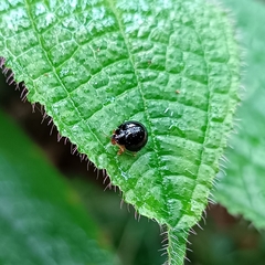 Chilocorus circumdatus