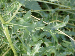 Cirsium arvense