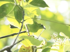 Chloropsis cyanopogon