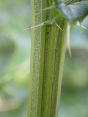 Cirsium arvense