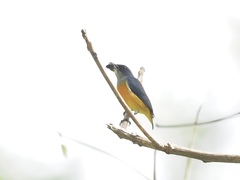 Dicaeum trigonostigma