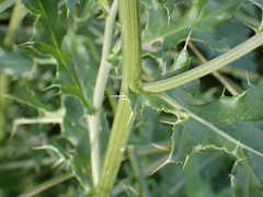 Cirsium arvense