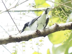 Pericrocotus divaricatus