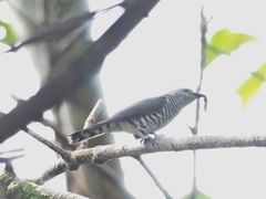 Chrysococcyx minutillus