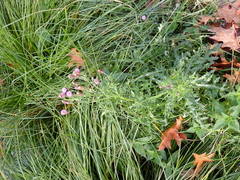 Cirsium arvense