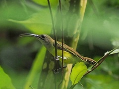 Arachnothera longirostra