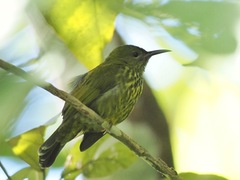 Kurochkinegramma hypogrammicum