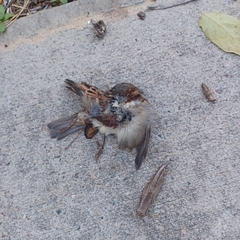 Passer domesticus