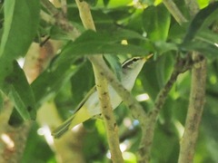 Phylloscopus coronatus