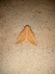 Oiticella convergens