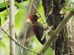 Chrysophlegma miniaceum